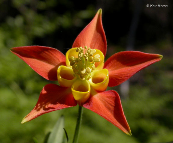 Imagem de Aquilegia formosa Fisch.