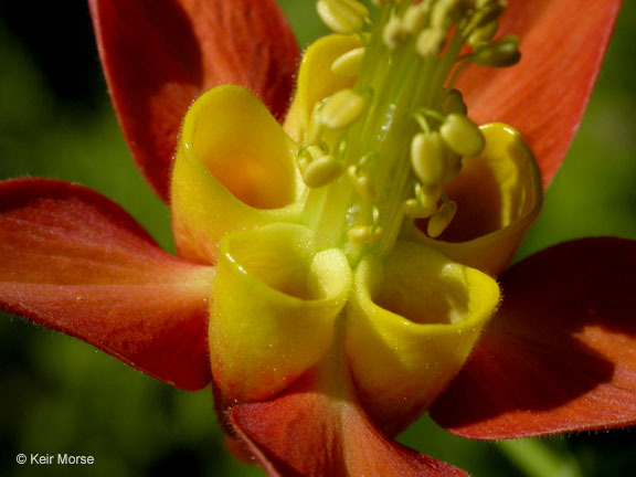 Imagem de Aquilegia formosa Fisch.