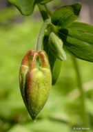 Imagem de Aquilegia formosa Fisch.