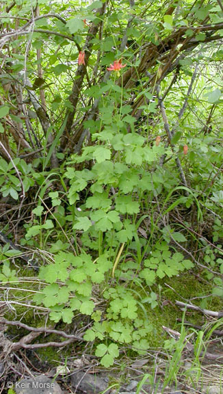 Imagem de Aquilegia formosa Fisch.