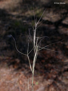 Sivun Aristida oligantha Michx. kuva