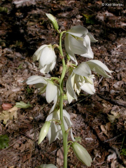 Image of Adam's needle