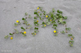 Image of coastal sand verbena