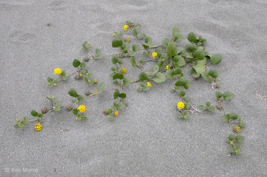 Imagem de Abronia latifolia Eschsch.