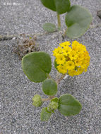 Image of coastal sand verbena