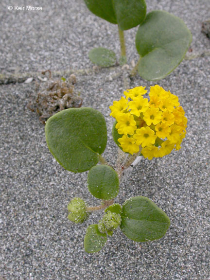 Image of coastal sand verbena