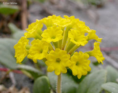 Image of coastal sand verbena