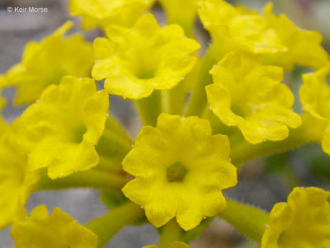 Image of coastal sand verbena