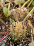 Image of coastal sand verbena