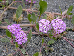 Image of pink sand verbena