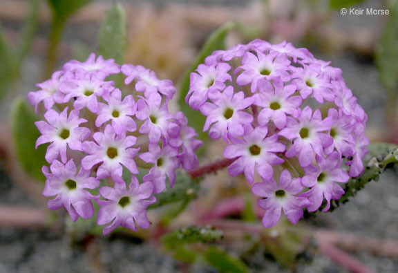 Image of pink sand verbena