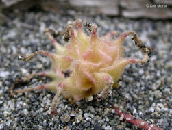 Image of pink sand verbena