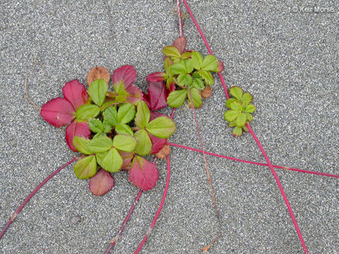 Imagem de Fragaria chiloensis (L.) Duchesne