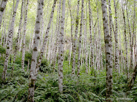 Image of Oregon Alder