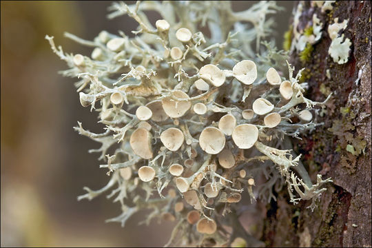 Image of <i>Ramalina elegans</i>