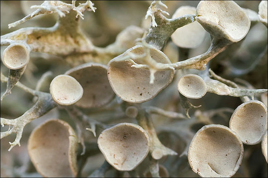 Image of <i>Ramalina elegans</i>