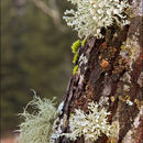 Image of <i>Ramalina elegans</i>