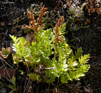 Sivun Cryptogramma acrostichoides R. Br. apud Richards. kuva