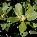 Image of Deer Oak