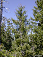 Image of Brewer spruce