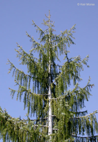 Image of Brewer spruce