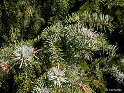 Image of Brewer spruce