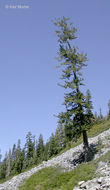 Image of western white pine