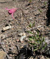 Image de Lilium bolanderi S. Watson