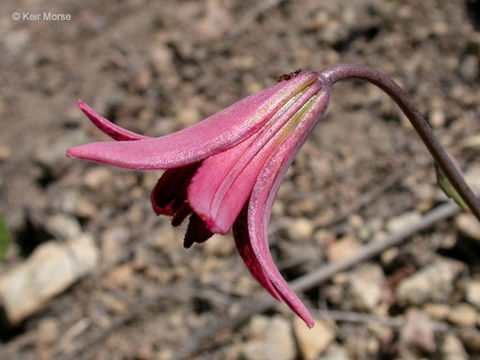 Image de Lilium bolanderi S. Watson