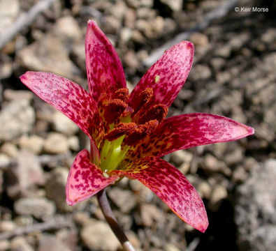 Image de Lilium bolanderi S. Watson