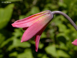 Image de Lilium bolanderi S. Watson