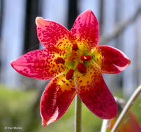 Image de Lilium bolanderi S. Watson