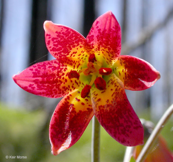 Image de Lilium bolanderi S. Watson