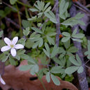 Image of Siskiyou false rue anemone