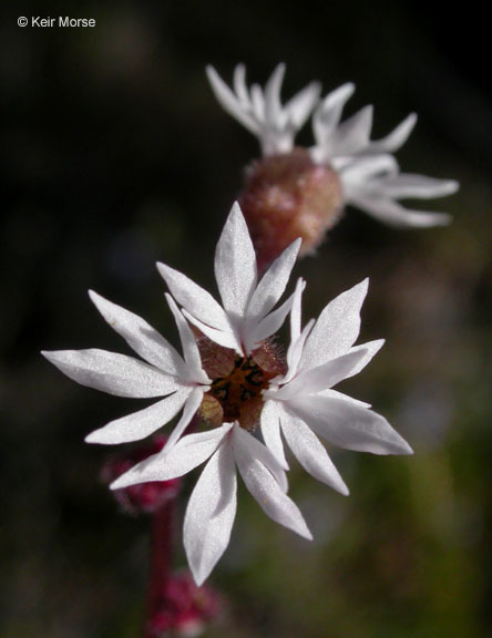 Imagem de Lithophragma glabrum Nutt. ex Torr. & Gray