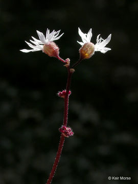 Image of bulbous woodland-star