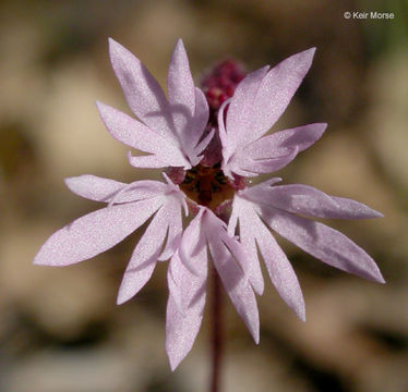 Image of bulbous woodland-star