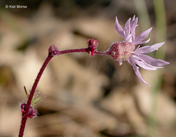 Image de Lithophragma glabrum Nutt. ex Torr. & Gray