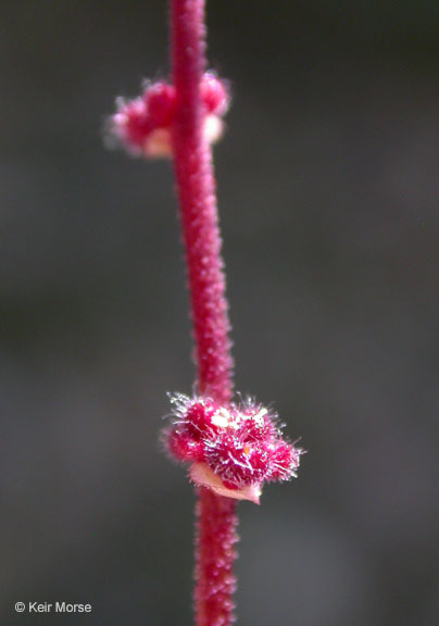 Image de Lithophragma glabrum Nutt. ex Torr. & Gray