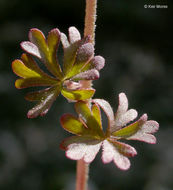 Image of bulbous woodland-star