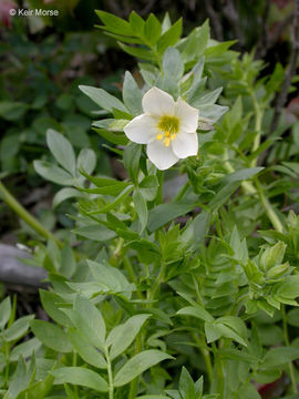 Image de Polemonium carneum A. Gray