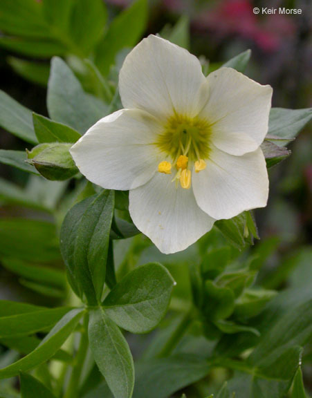 Image of royal Jacob's-ladder