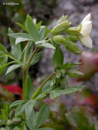 Image of royal Jacob's-ladder