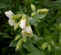 Image of royal Jacob's-ladder