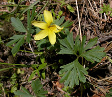 Viola sheltonii Torr.的圖片