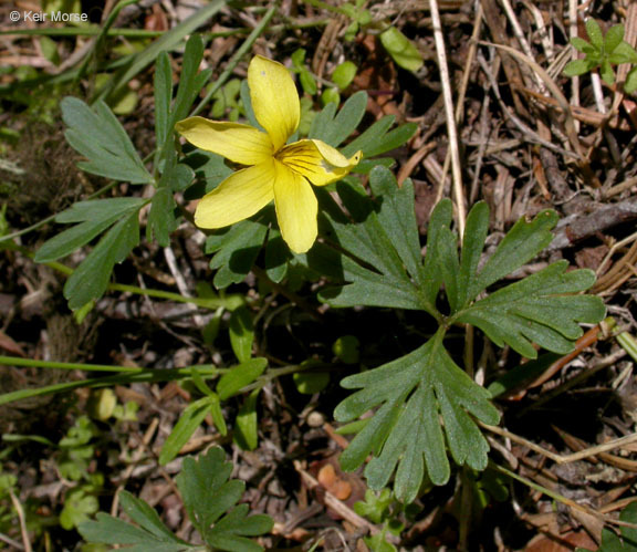 Viola sheltonii Torr.的圖片