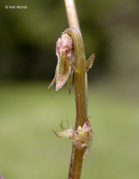 Image de Viola sheltonii Torr.