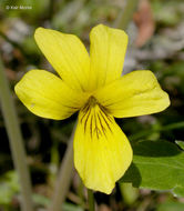 Viola sheltonii Torr.的圖片