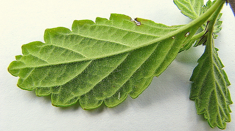 Image of Turnera calyptrocarpa Urb.