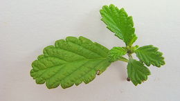 Image of Turnera calyptrocarpa Urb.